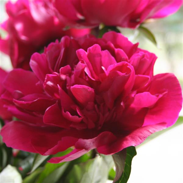 paeonia-lactiflora-big-ben-garden-peony-chinese-peony