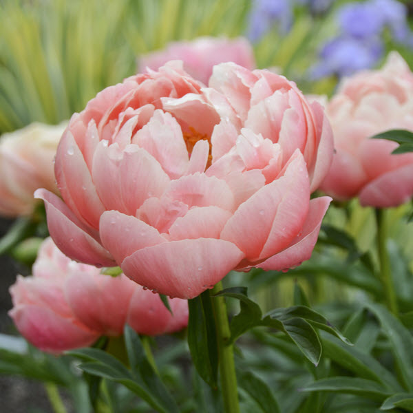 paeonia-lactiflora-coral-charm-garden-peony-chinese-peony