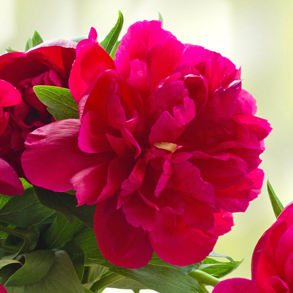 paeonia-lactiflora-karl-rosenfield-chinese-peony