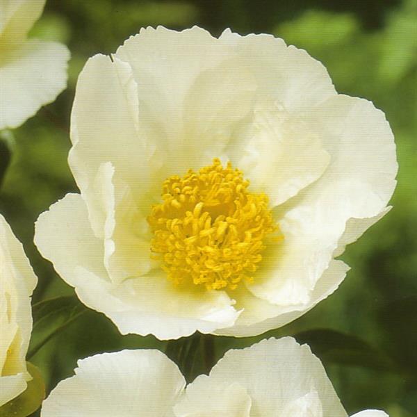 paeonia-lactiflora-krinkled-white-garden-peony-chinese-peony