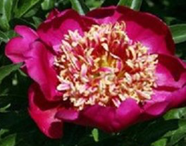 paeonia-lactiflora-nippon-beauty-garden-peony-chinese-peony