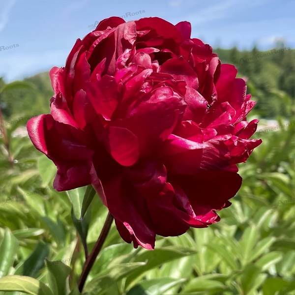 paeonia-lactiflora-red-magic-garden-peony-chinese-peony