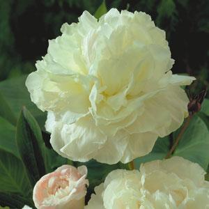 paeonia-lactiflora-shirley-temple-garden-peony-chinese-peony