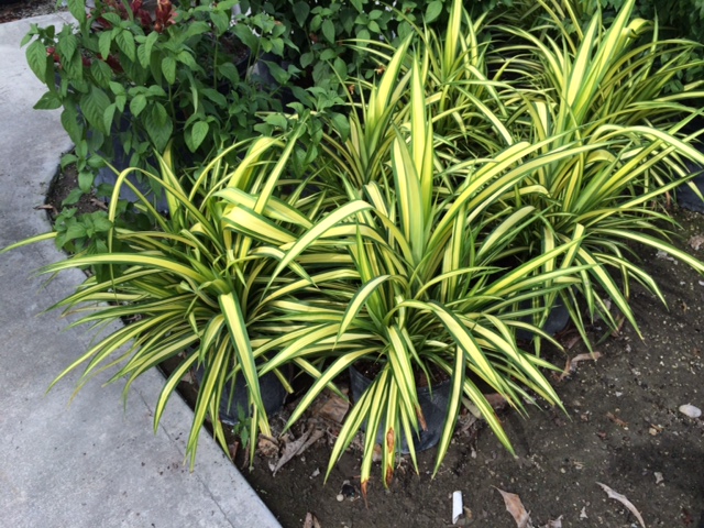 1000581986 1440528451