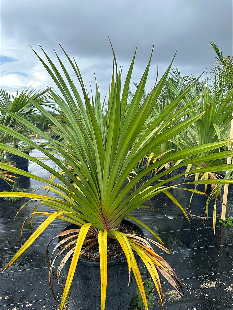 pandanus-affinis-screwpine-screw-pine-pandanus