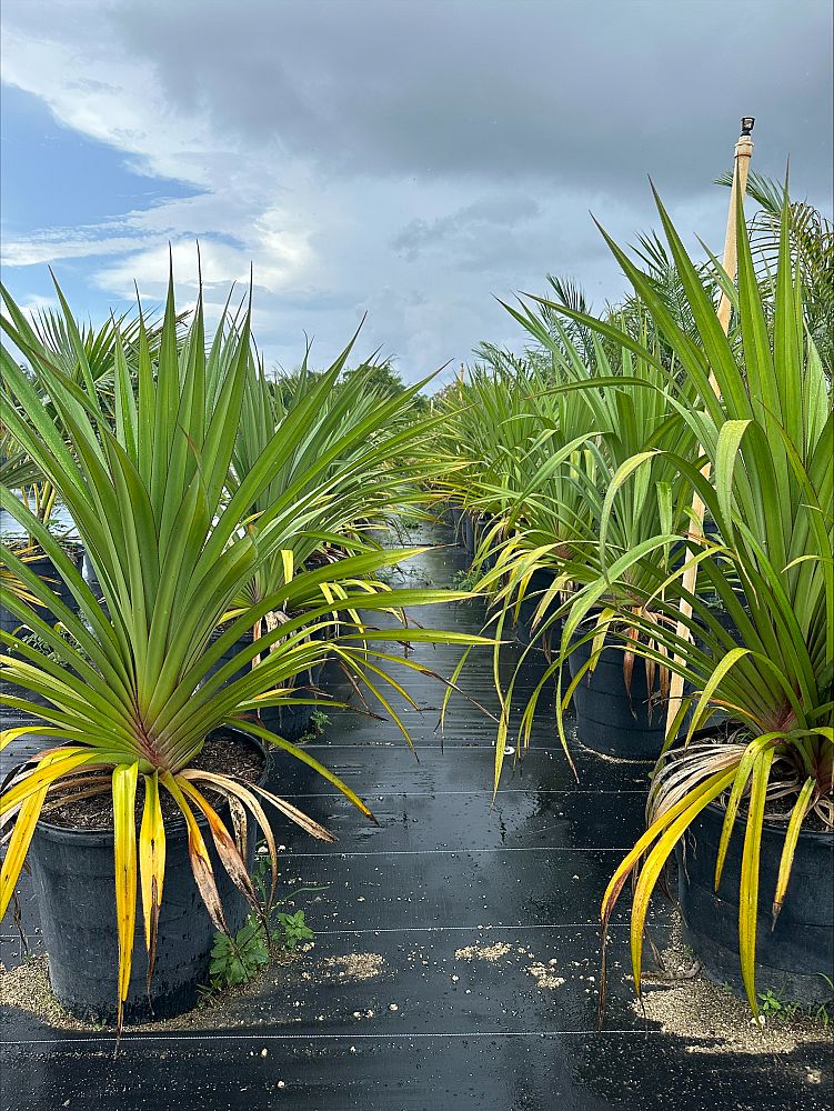 pandanus-affinis-screwpine-screw-pine-pandanus