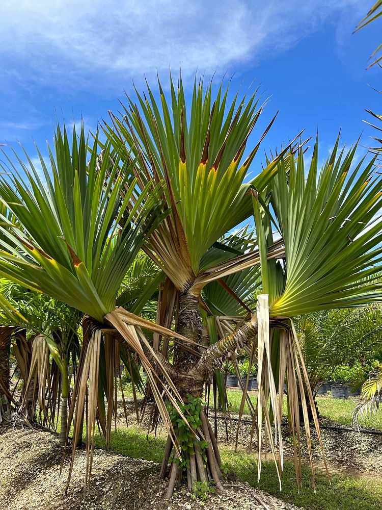 pandanus-affinis-screwpine-screw-pine-pandanus