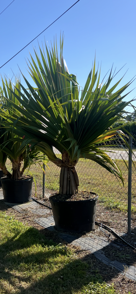 pandanus-affinis-screwpine-screw-pine-pandanus