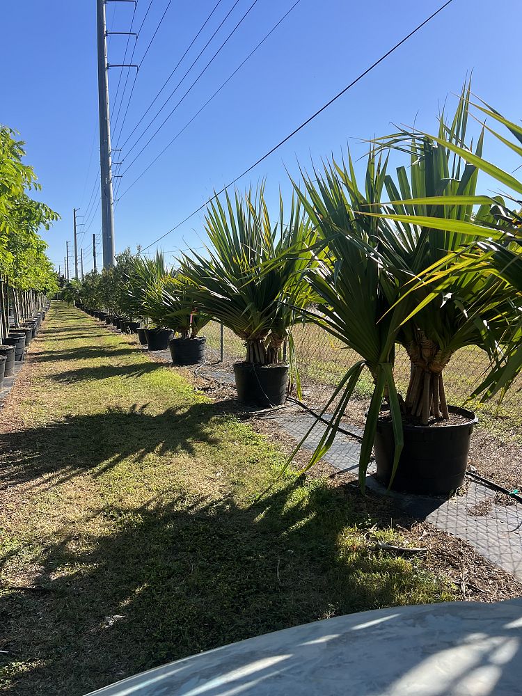 pandanus-affinis-screwpine-screw-pine-pandanus