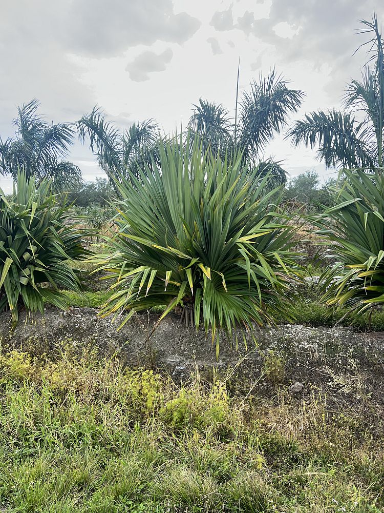 pandanus-affinis-screwpine-screw-pine-pandanus