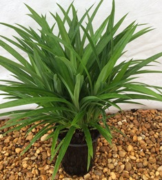 pandanus-amaryllifolius