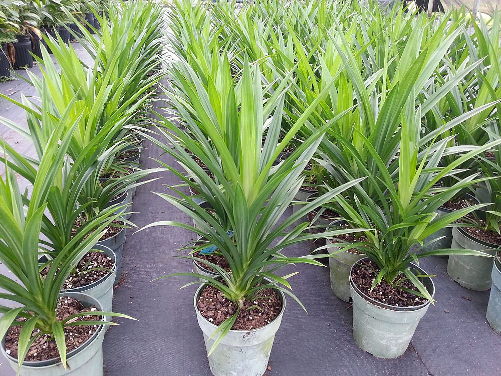 pandanus-amaryllifolius