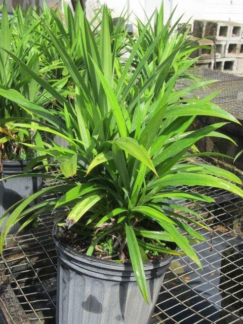 pandanus-amaryllifolius