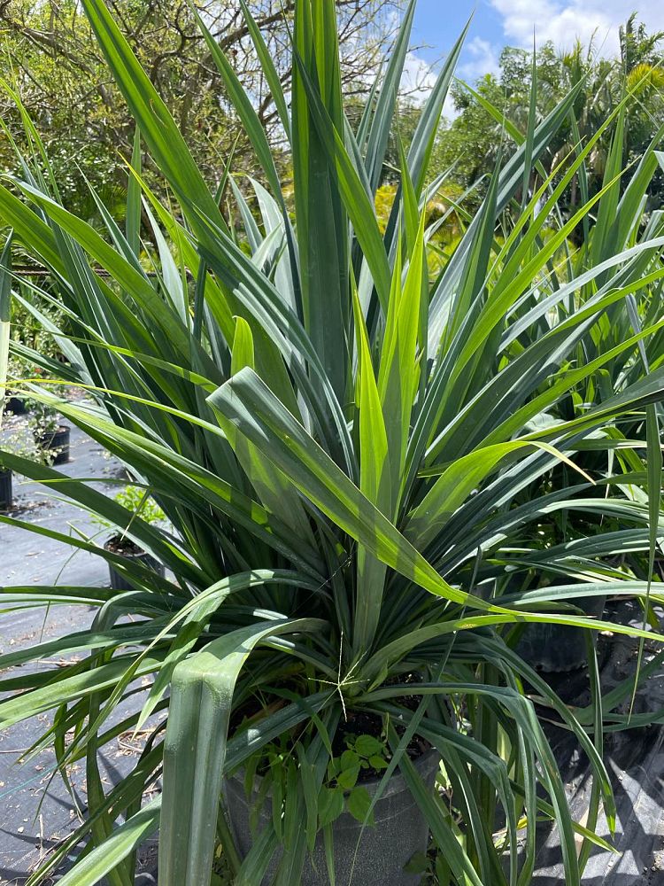 pandanus-amaryllifolius