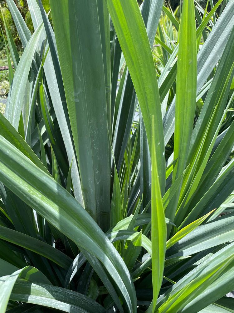 pandanus-amaryllifolius
