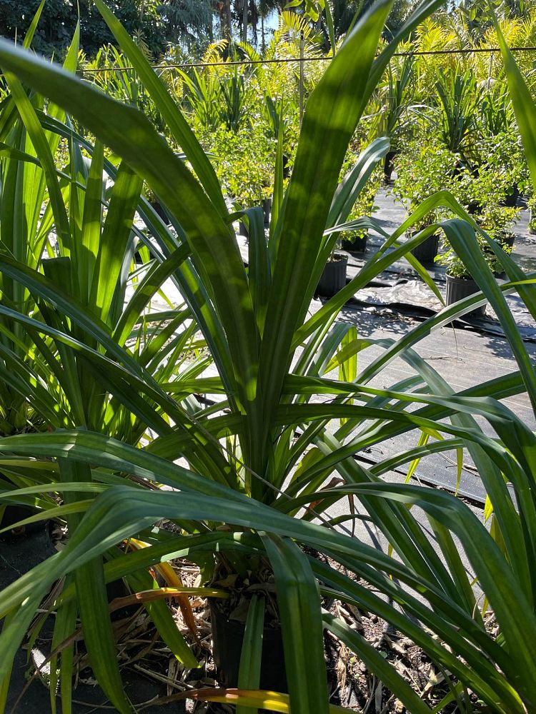 pandanus-amaryllifolius