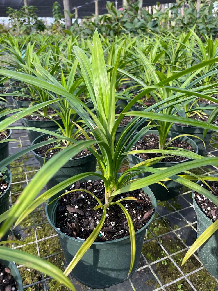 pandanus-amaryllifolius