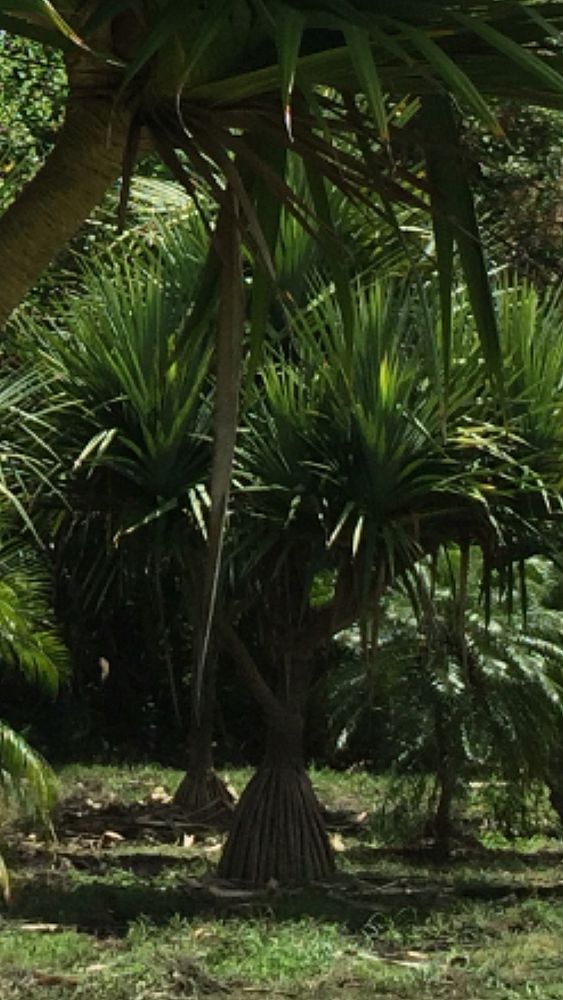 pandanus-balansae-pandanus-screwpine-screw-pine
