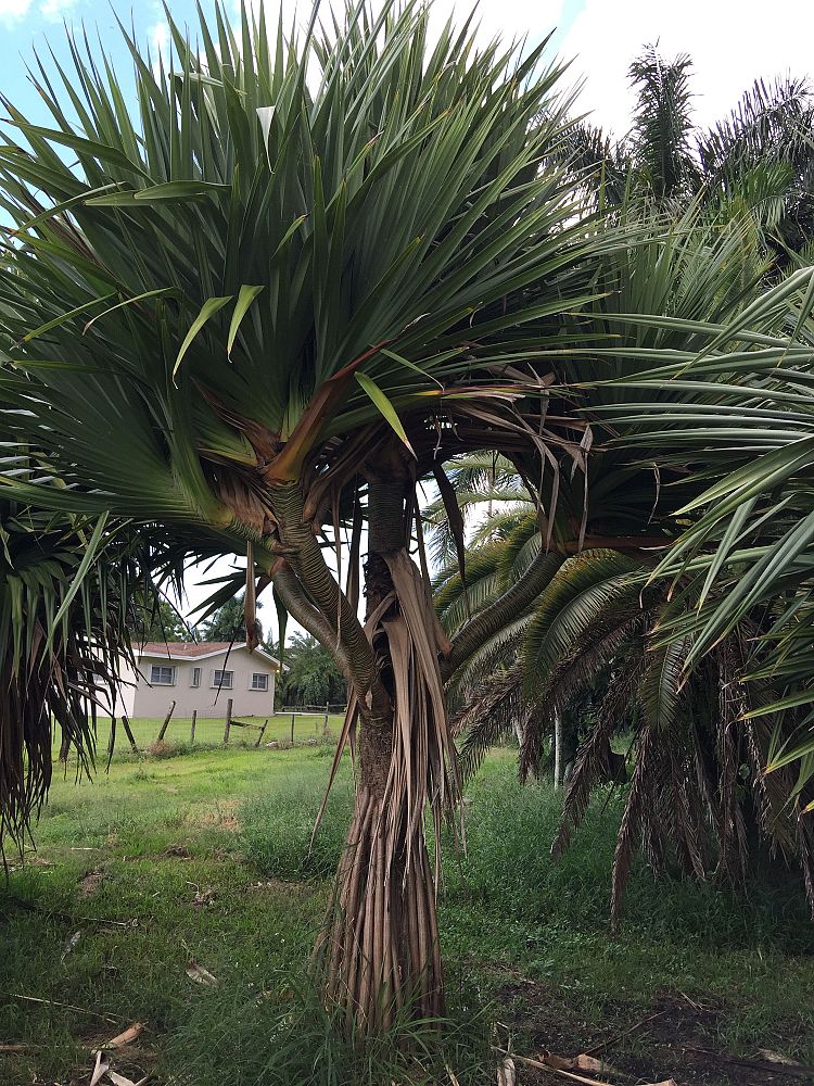 pandanus-balansae-pandanus-screwpine-screw-pine