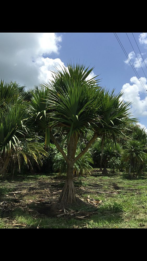 pandanus-balansae-pandanus-screwpine-screw-pine
