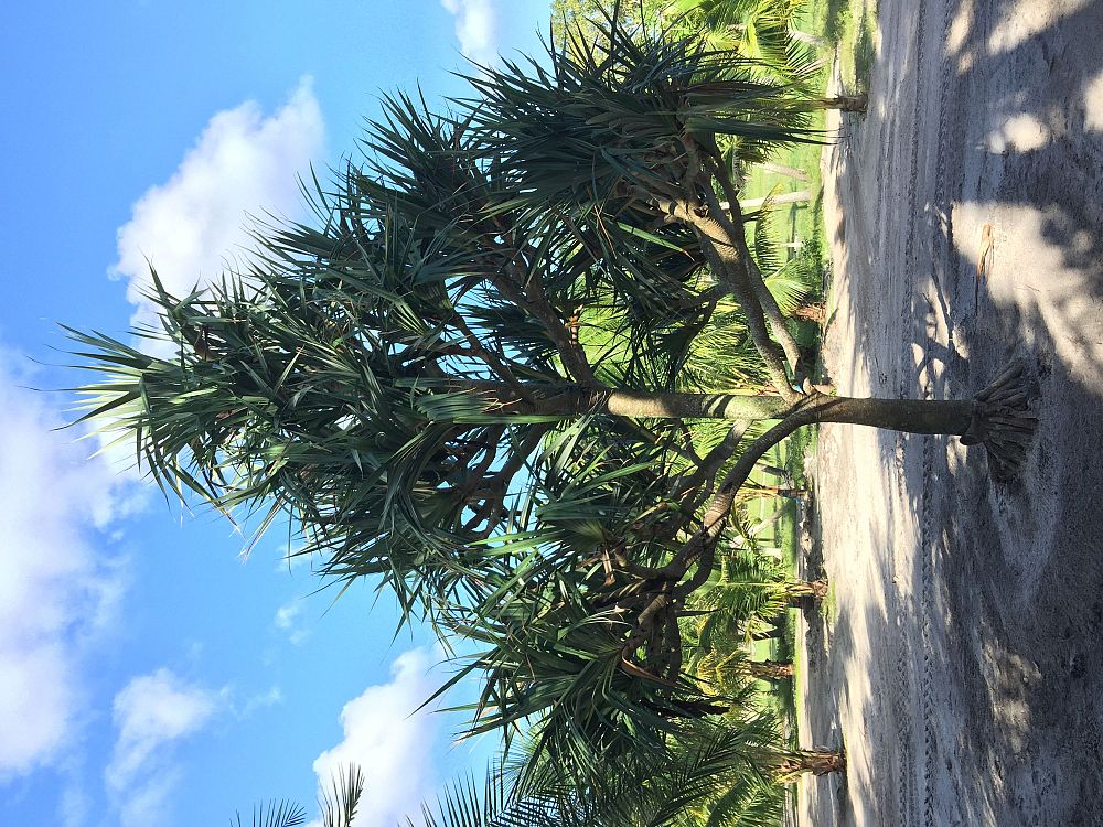 pandanus-balansae-pandanus-screwpine-screw-pine