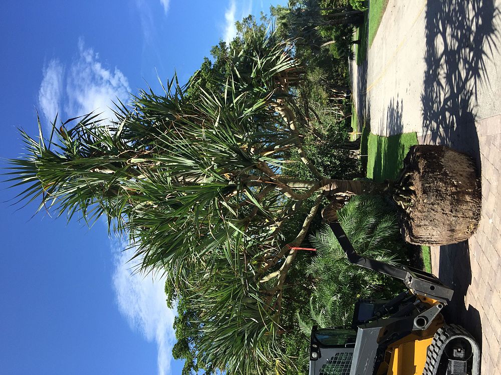 pandanus-balansae-pandanus-screwpine-screw-pine