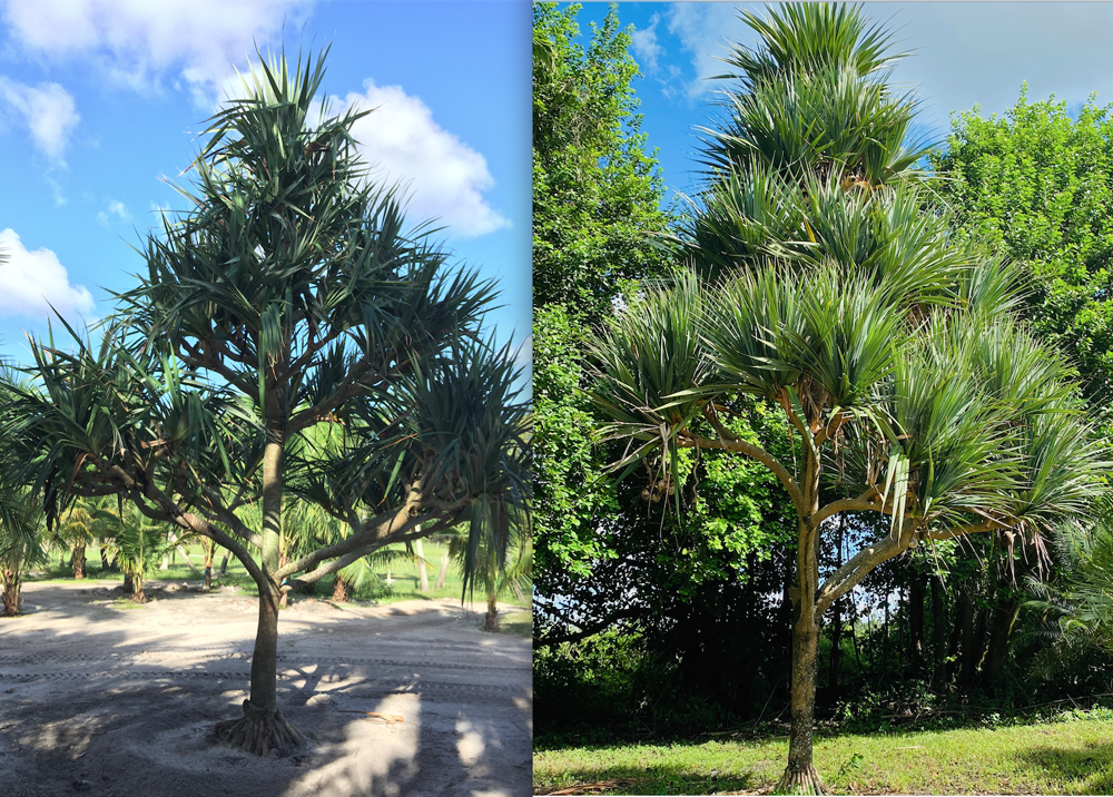 pandanus-balansae-pandanus-screwpine-screw-pine