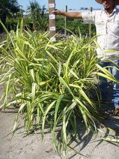 pandanus-baptistii-aureus-variegated-dwarf-pandanus