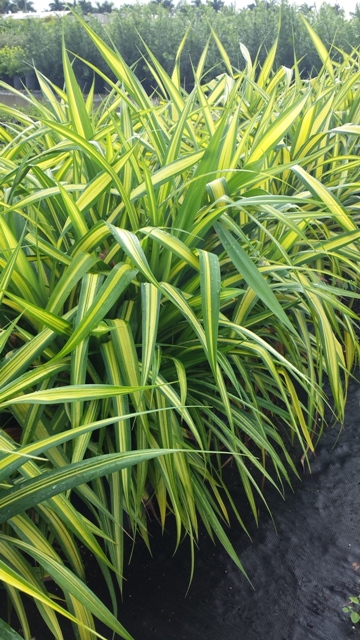 pandanus-baptistii-aureus-variegated-dwarf-pandanus