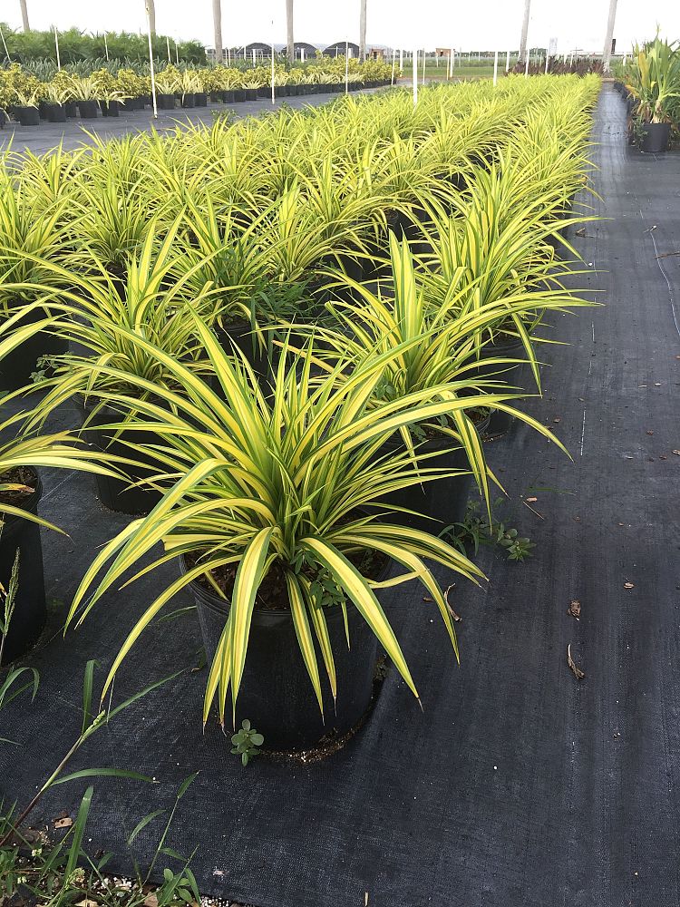 pandanus-baptistii-aureus-variegated-dwarf-pandanus