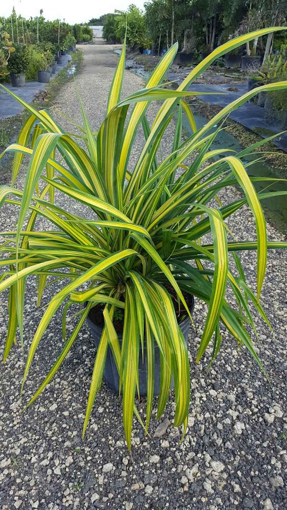 pandanus-baptistii-aureus-variegated-dwarf-pandanus