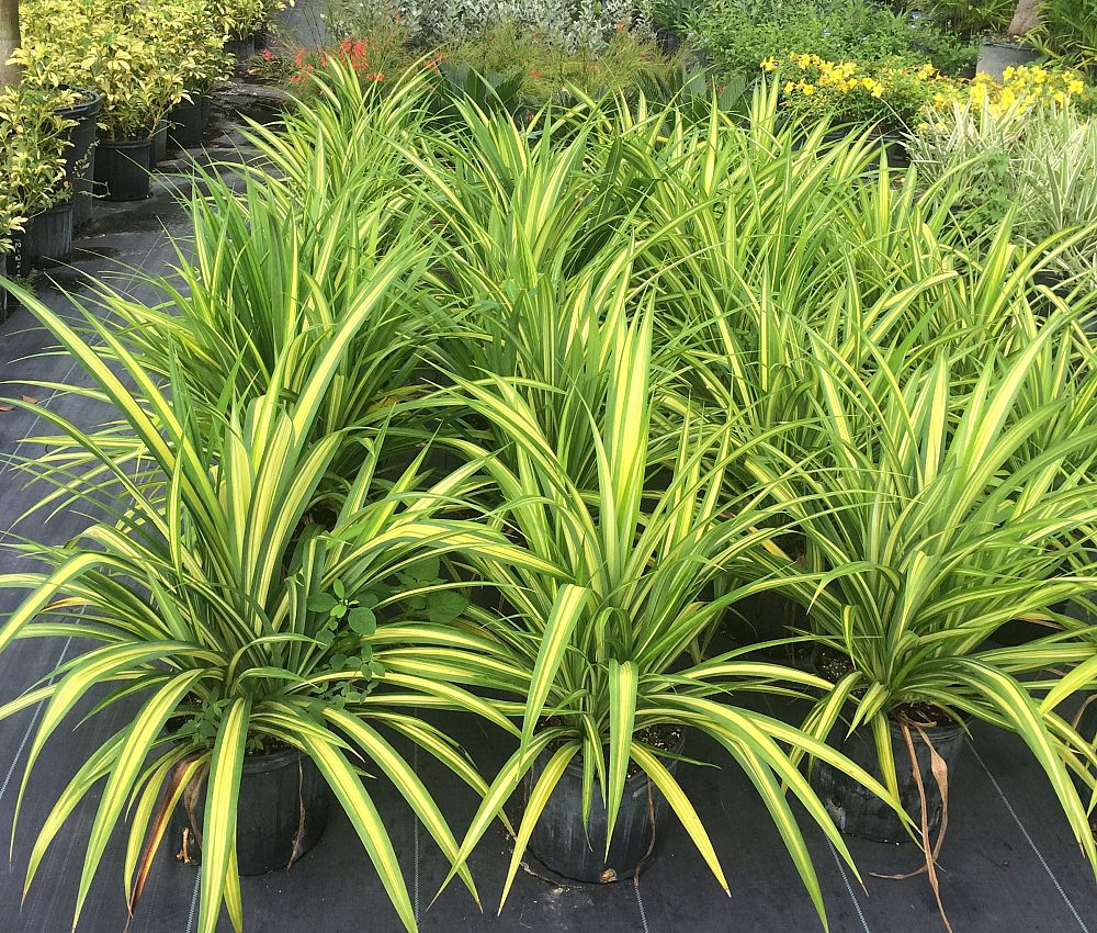 pandanus-baptistii-aureus-variegated-dwarf-pandanus