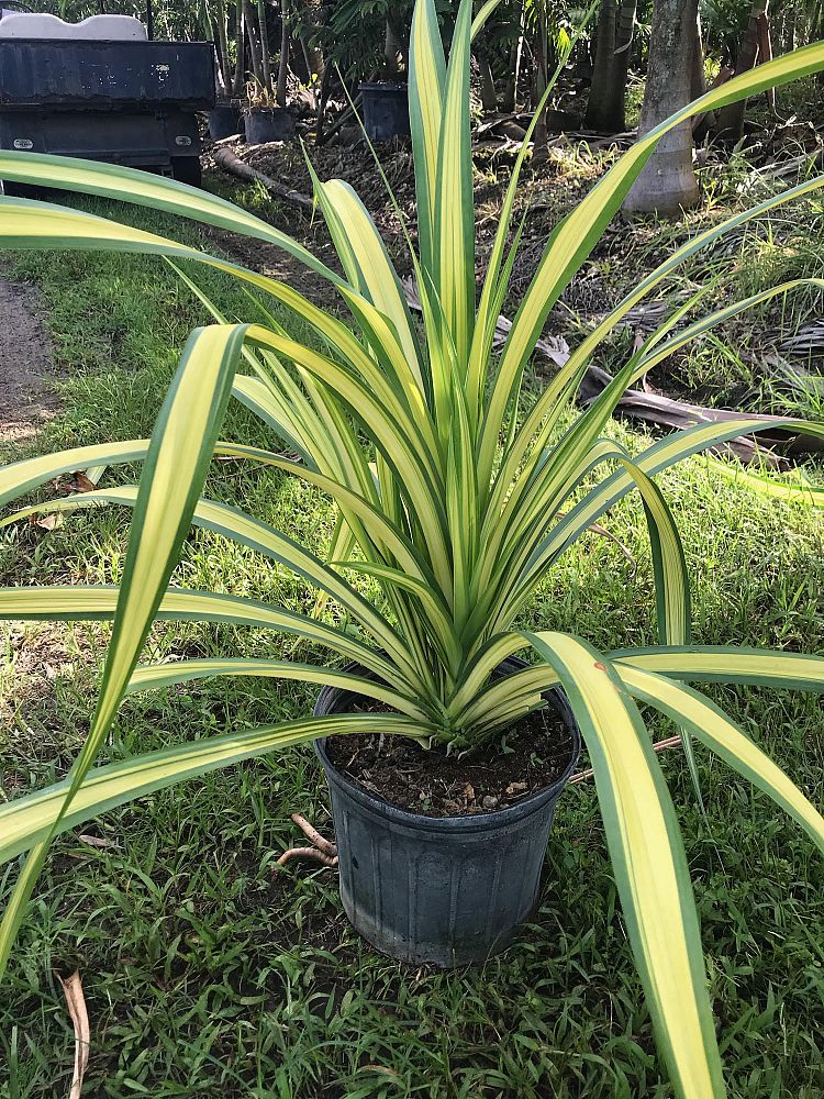 pandanus-baptistii-aureus-variegated-dwarf-pandanus