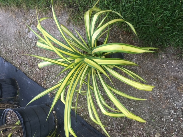 pandanus-baptistii-aureus-variegated-dwarf-pandanus