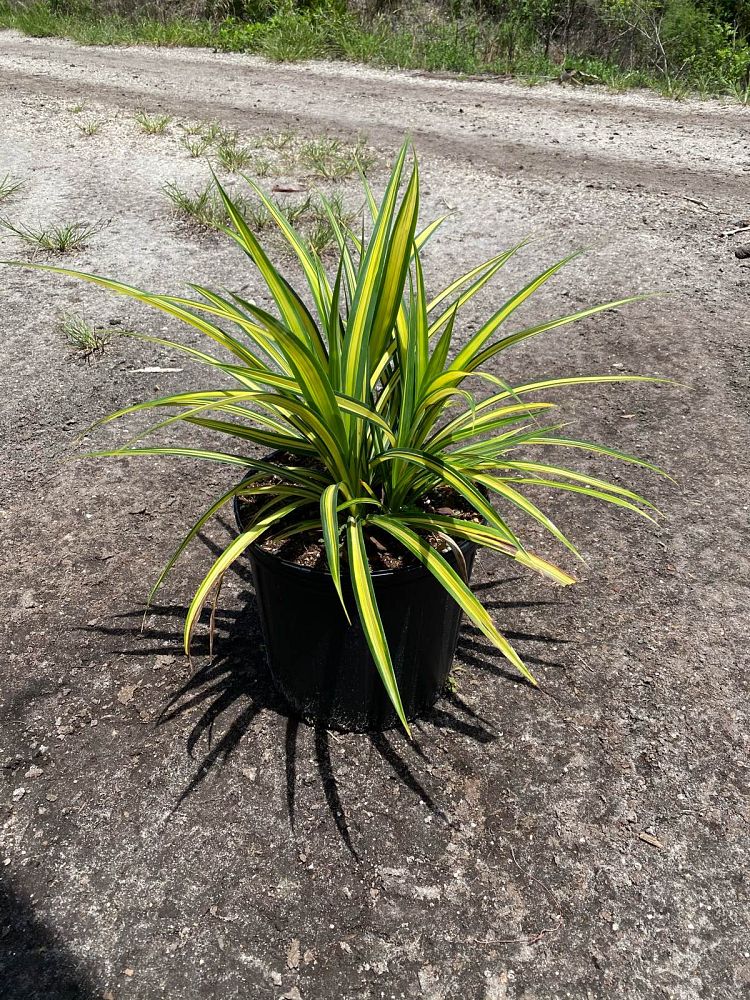 pandanus-baptistii-aureus-variegated-dwarf-pandanus