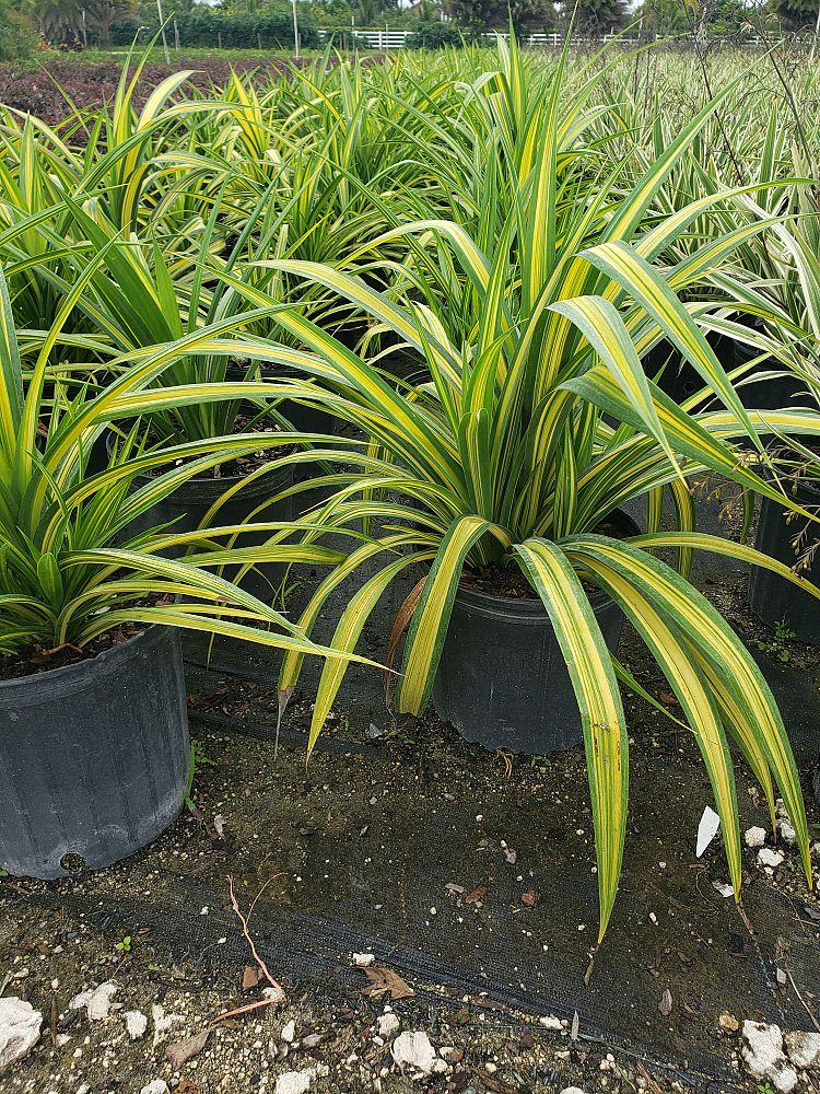 pandanus-baptistii-aureus-variegated-dwarf-pandanus