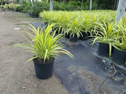 pandanus-baptistii-aureus-variegated-dwarf-pandanus