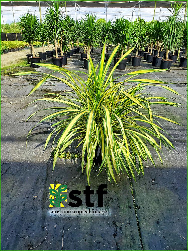 pandanus-baptistii-aureus-variegated-dwarf-pandanus