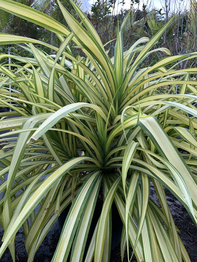pandanus-baptistii-aureus-variegated-dwarf-pandanus