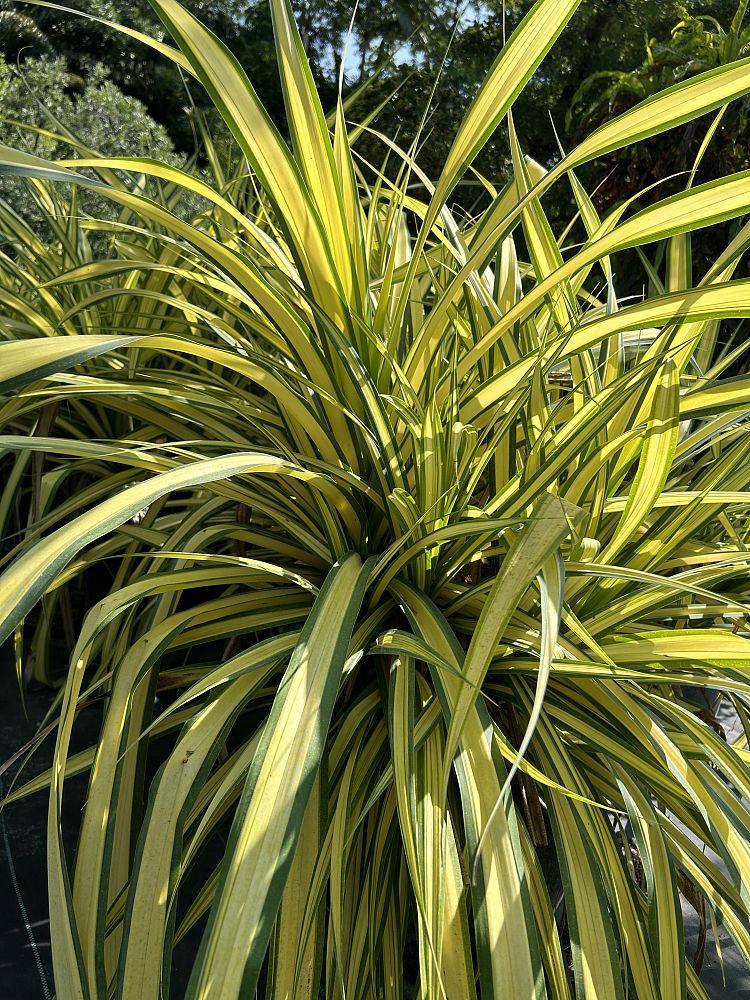 pandanus-baptistii-aureus-variegated-dwarf-pandanus