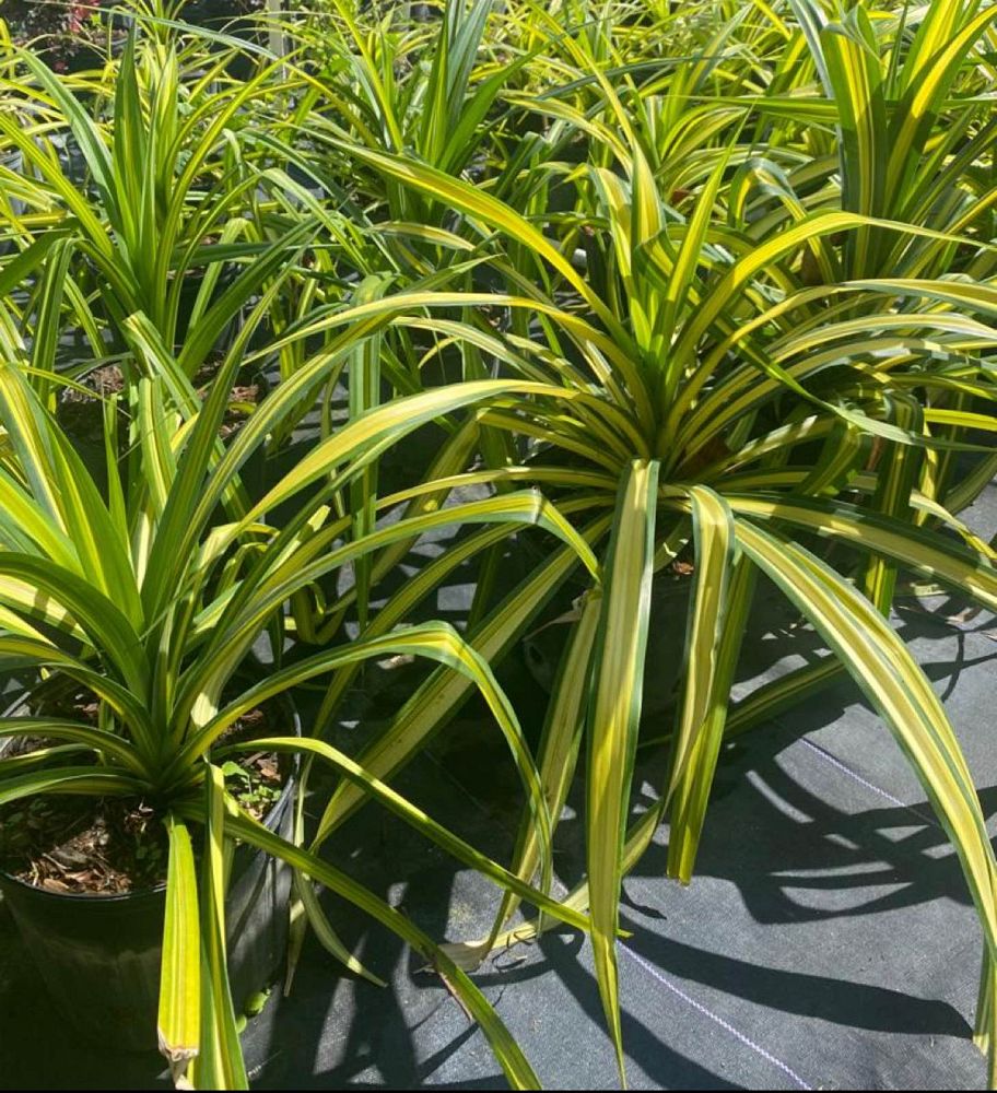 pandanus-baptistii-aureus-variegated-dwarf-pandanus