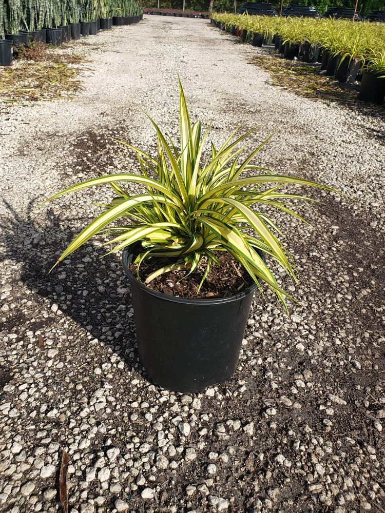 pandanus-baptistii-aureus-variegated-dwarf-pandanus