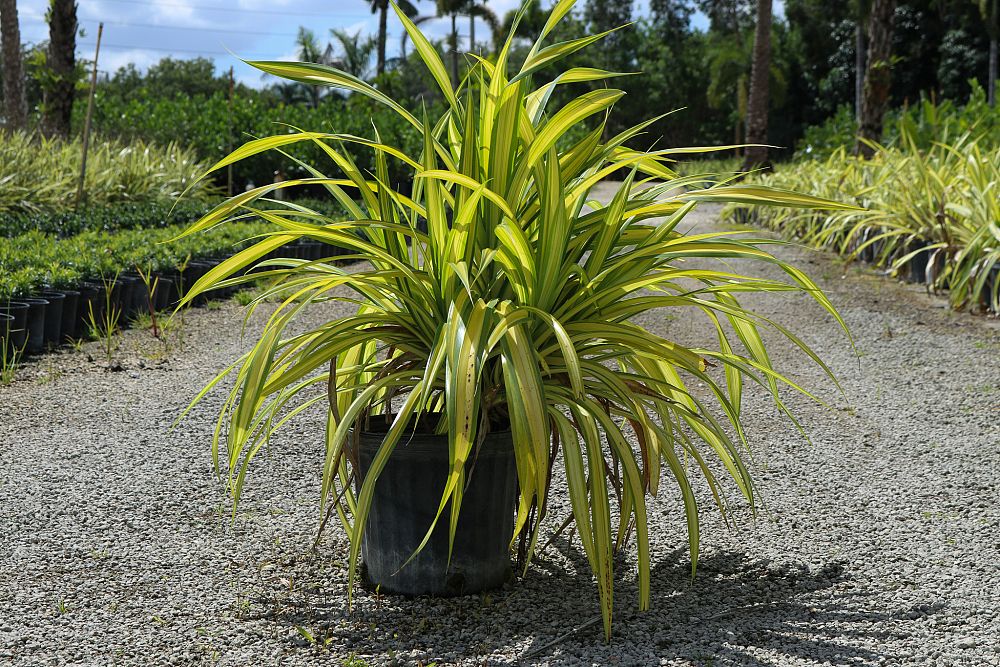 pandanus-baptistii-aureus-variegated-dwarf-pandanus