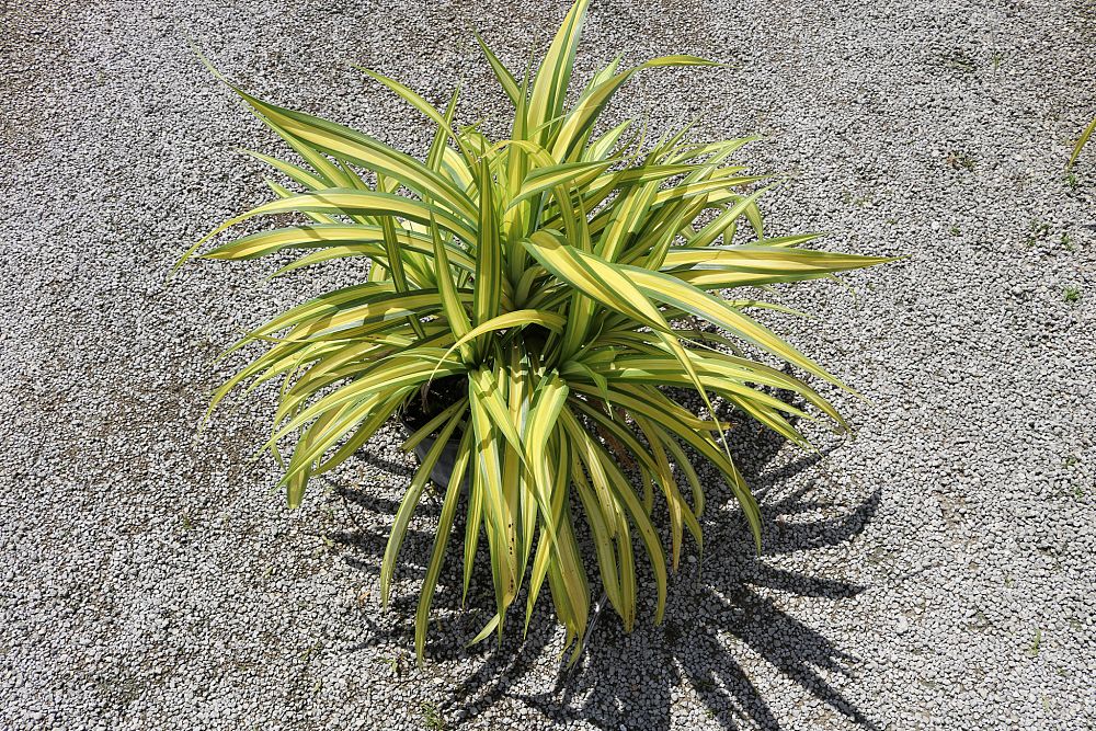 pandanus-baptistii-aureus-variegated-dwarf-pandanus