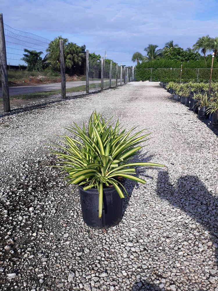 pandanus-baptistii-aureus-variegated-dwarf-pandanus