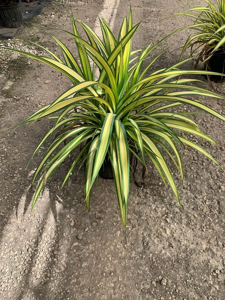 pandanus-baptistii-aureus-variegated-dwarf-pandanus