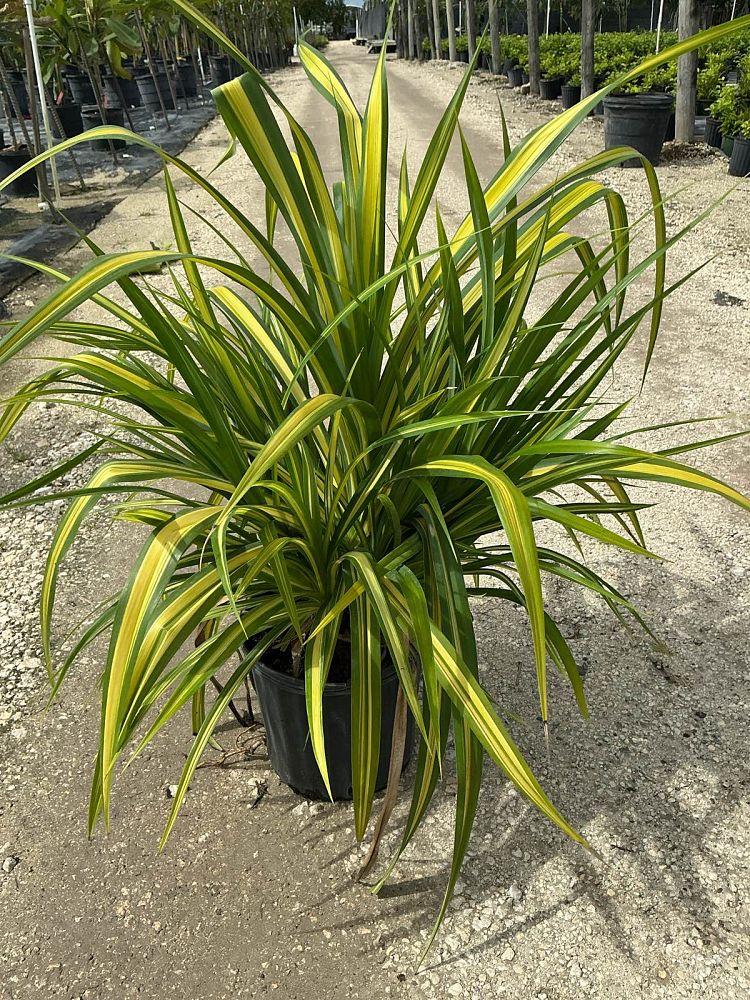 pandanus-baptistii-aureus-variegated-dwarf-pandanus