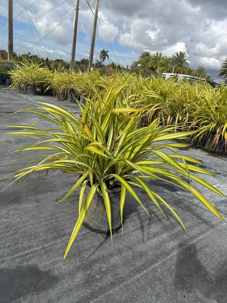 pandanus-baptistii-aureus-variegated-dwarf-pandanus