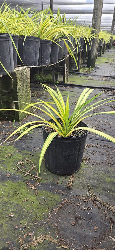pandanus-baptistii-aureus-variegated-dwarf-pandanus