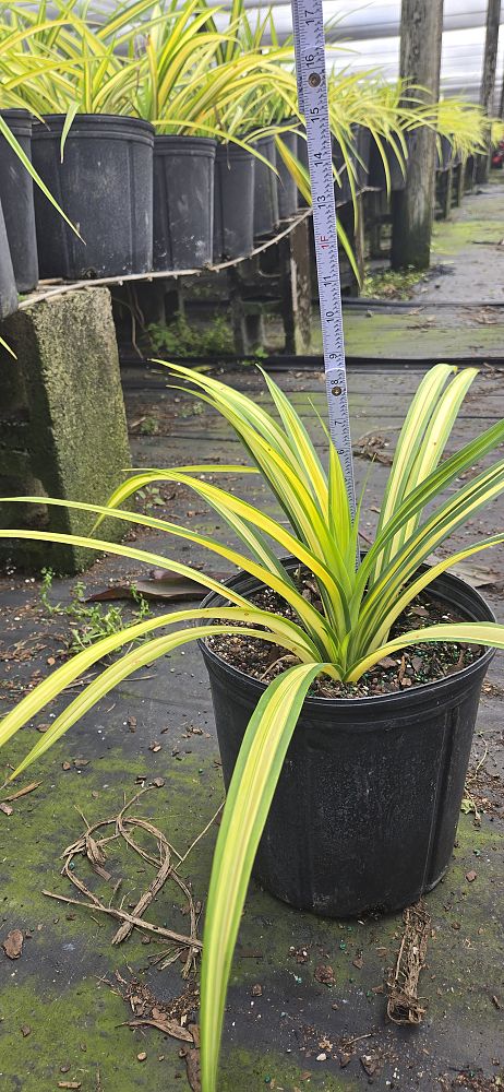 pandanus-baptistii-aureus-variegated-dwarf-pandanus